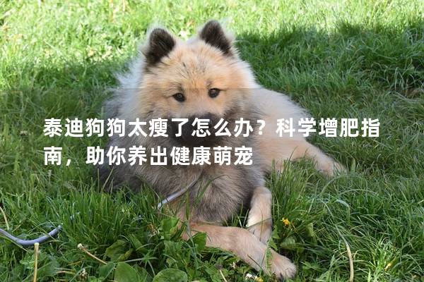 泰迪狗狗太瘦了怎么辦？科學增肥指南，助你養出健康萌寵