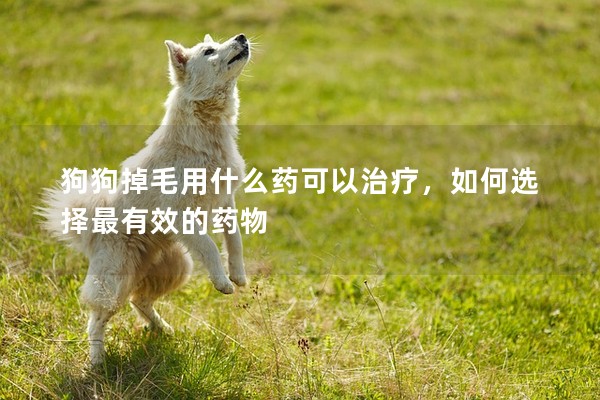 狗狗掉毛用什么藥可以治療，如何選擇最有效的藥物