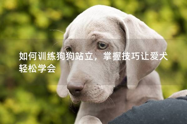 如何訓(xùn)練狗狗站立，掌握技巧讓愛犬輕松學(xué)會