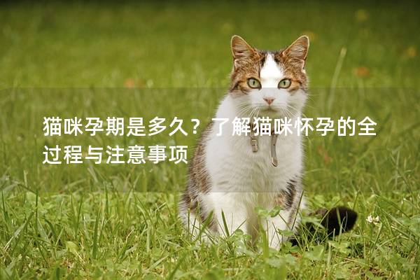 貓咪孕期是多久?了解貓咪懷孕的全過程與注意事項