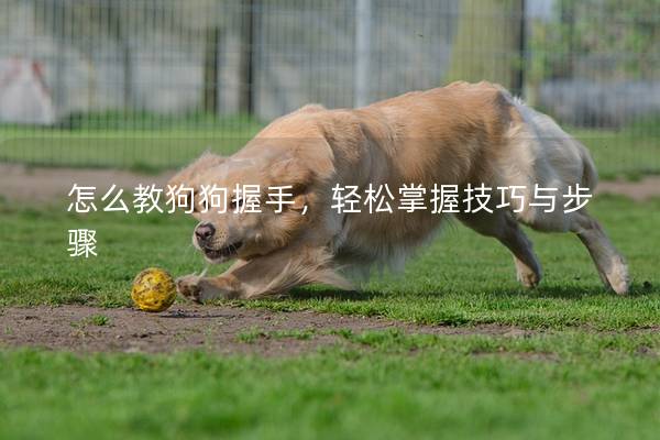 怎么教狗狗握手，輕松掌握技巧與步驟