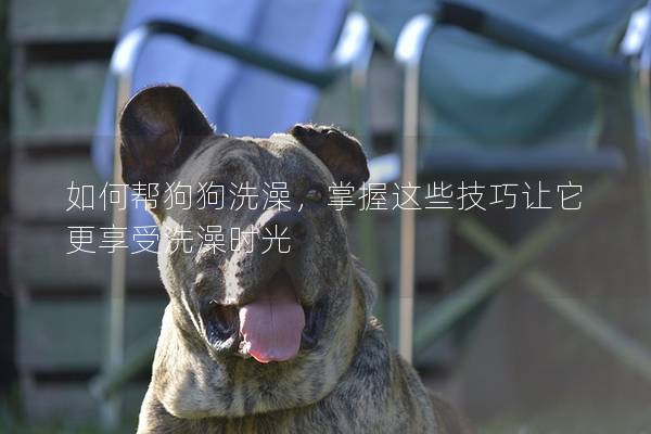 如何幫狗狗洗澡，掌握這些技巧讓它更享受洗澡時光