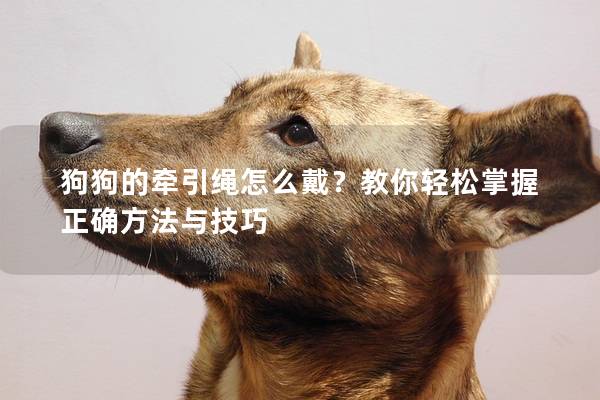 狗狗的牽引繩怎么戴？教你輕松掌握正確方法與技巧