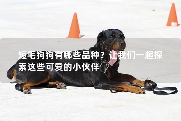 短毛狗狗有哪些品種？讓我們一起探索這些可愛的小伙伴