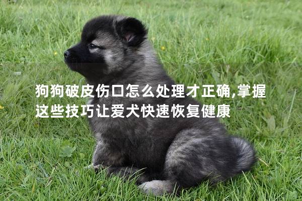 狗狗破皮傷口怎么處理才正確,掌握這些技巧讓愛犬快速恢復健康
