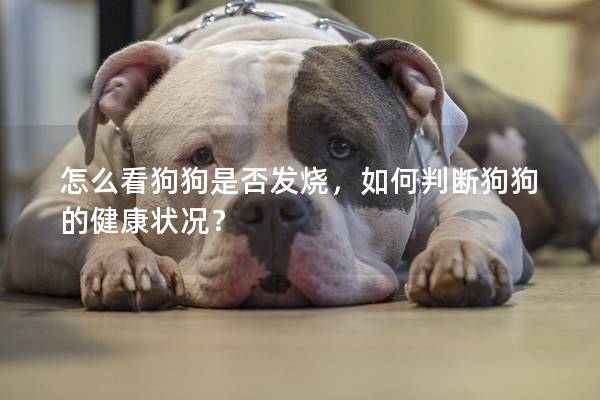 怎么看狗狗是否發(fā)燒，如何判斷狗狗的健康狀況？