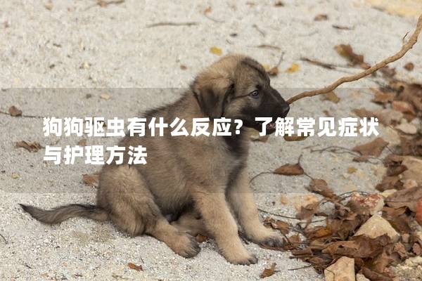 狗狗驅蟲有什么反應？了解常見癥狀與護理方法