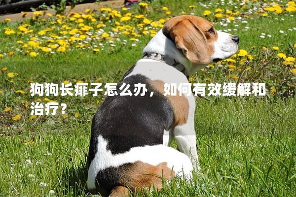 狗狗長痱子怎么辦，如何有效緩解和治療？