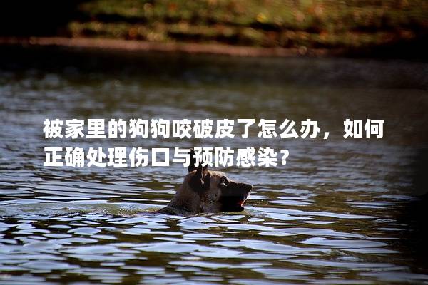 被家里的狗狗咬破皮了怎么辦，如何正確處理傷口與預防感染？