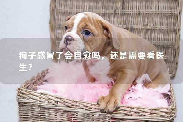 狗子感冒了會自愈嗎,還是需要看醫生? 狗子感冒了會自愈嗎,還是需要看醫生?