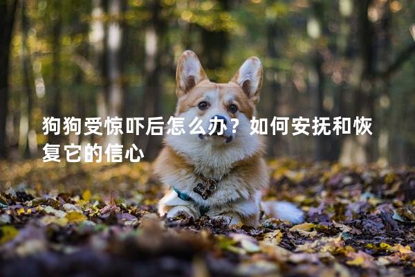 狗狗受驚嚇后怎么辦？如何安撫和恢復它的信心