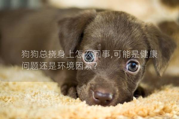 狗狗總撓身上怎么回事,可能是健康問題還是環境因素？