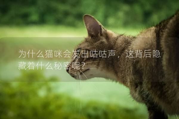 為什么貓咪會(huì)發(fā)出咕咕聲，這背后隱藏著什么秘密呢？