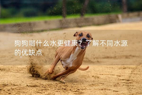 狗狗喝什么水更健康？了解不同水源的優(yōu)缺點