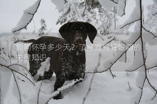 狗狗懷孕多少天？了解狗狗妊娠期的關鍵知識