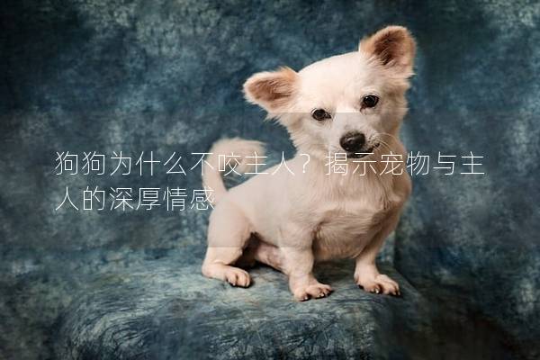 狗狗為什么不咬主人？揭示寵物與主人的深厚情感