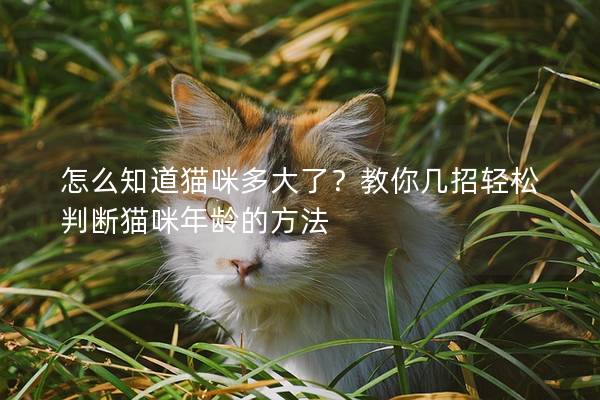 怎么知道貓咪多大了？教你幾招輕松判斷貓咪年齡的方法