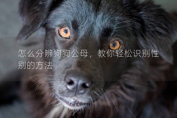 怎么分辨狗狗公母，教你輕松識別性別的方法