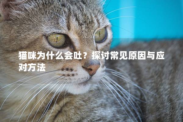 貓咪為什么會吐？探討常見原因與應對方法