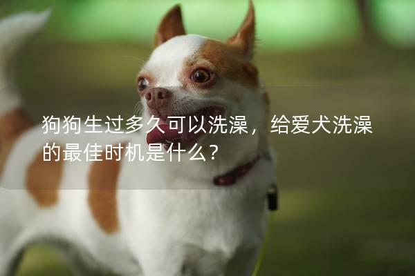 狗狗生過多久可以洗澡,給愛犬洗澡的最佳時機是什么? 狗狗生過多久可以洗澡,給愛犬洗澡的最佳時機是什么?