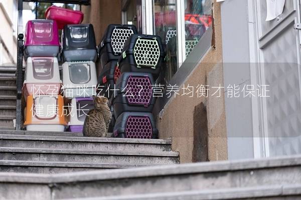 懷孕貓咪吃什么？營養均衡才能保證健康成長