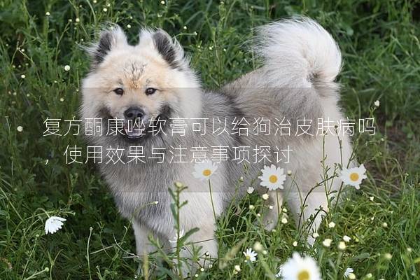 復方酮康唑軟膏可以給狗治皮膚病嗎，使用效果與注意事項探討