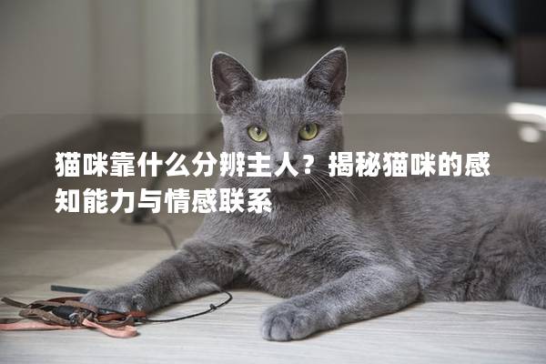 貓咪靠什么分辨主人?揭秘貓咪的感知能力與情感聯系 貓咪靠什么分辨主人?揭秘貓咪的感知能力與情感聯系
