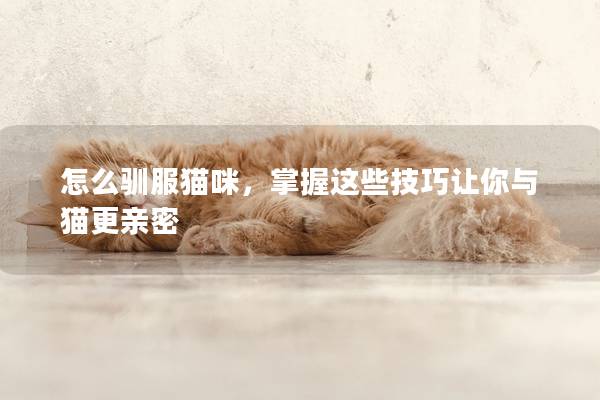 怎么馴服貓咪，掌握這些技巧讓你與貓更親密