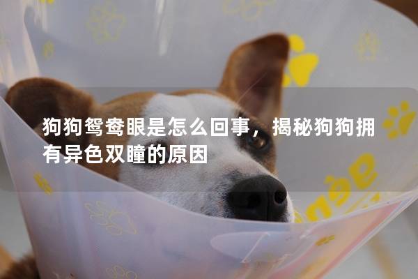 狗狗鴛鴦眼是怎么回事，揭秘狗狗擁有異色雙瞳的原因