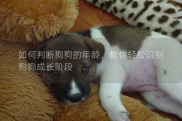 如何判斷狗狗的年齡，教你輕松識別狗狗成長階段