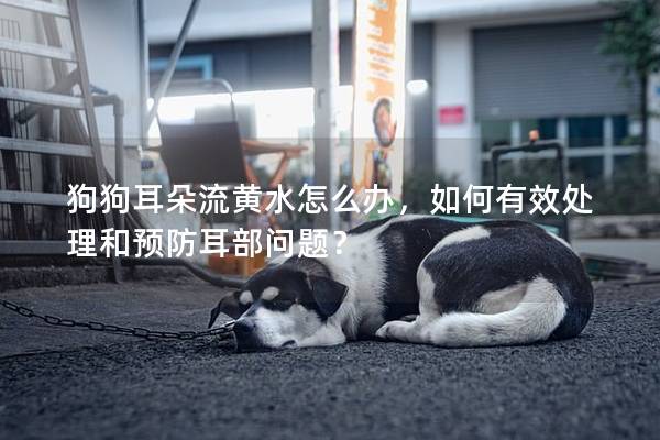 狗狗耳朵流黃水怎么辦，如何有效處理和預防耳部問題？
