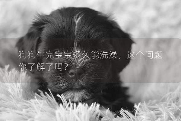 狗狗生完寶寶多久能洗澡，這個問題你了解了嗎？