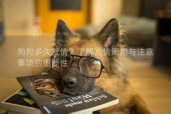 狗狗多久發(fā)情？了解發(fā)情周期與注意事項(xiàng)的重要性