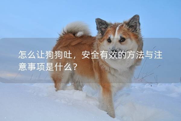 怎么讓狗狗吐,安全有效的方法與注意事項是什么? 怎么讓狗狗吐,安全有效的方法與注意事項是什么?