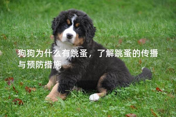 狗狗為什么有跳蚤，了解跳蚤的傳播與預防措施