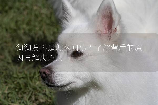 狗狗發(fā)抖是怎么回事？了解背后的原因與解決方法