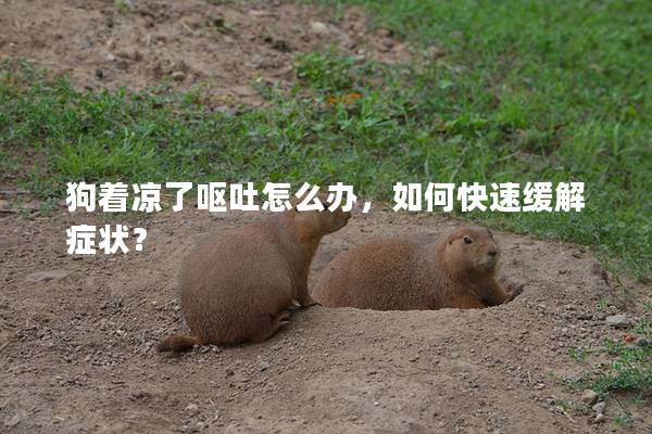狗著涼了嘔吐怎么辦，如何快速緩解癥狀？