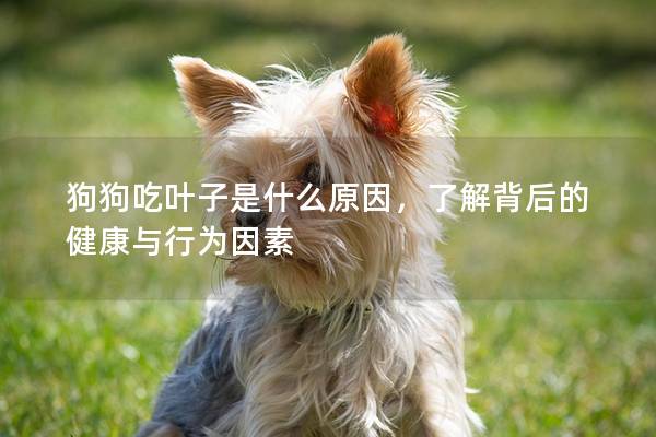 狗狗吃葉子是什么原因，了解背后的健康與行為因素