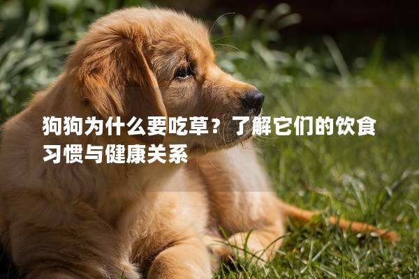 狗狗為什么要吃草?了解它們的飲食習慣與健康關系 狗狗為什么要吃草?了解它們的飲食習慣與健康關系