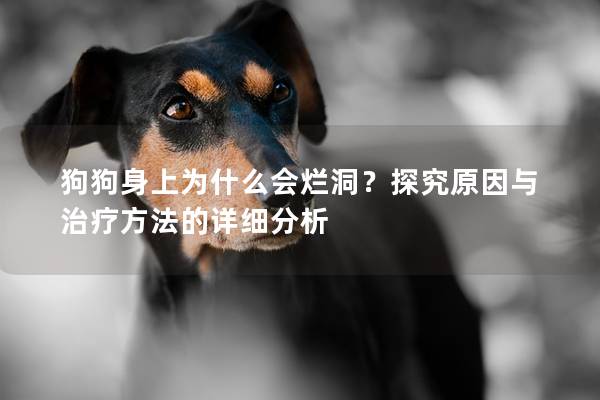 狗狗身上為什么會(huì)爛洞？探究原因與治療方法的詳細(xì)分析