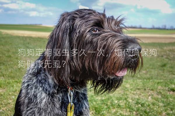 狗狗定期驅蟲多久一次，如何確保狗狗健康無虱？