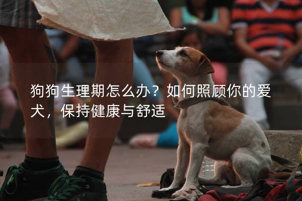 狗狗生理期怎么辦?如何照顧你的愛犬,保持健康與舒適 狗狗生理期怎么辦?如何照顧你的愛犬,保持健康與舒適