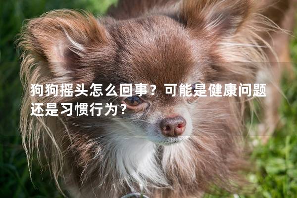 狗狗搖頭怎么回事？可能是健康問題還是習慣行為？