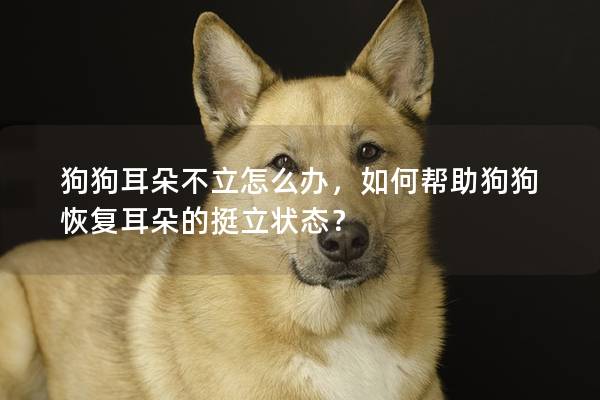 狗狗耳朵不立怎么辦，如何幫助狗狗恢復(fù)耳朵的挺立狀態(tài)？