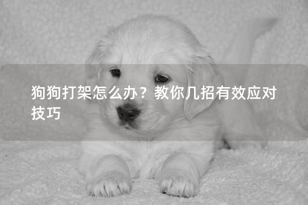 狗狗打架怎么辦？教你幾招有效應對技巧