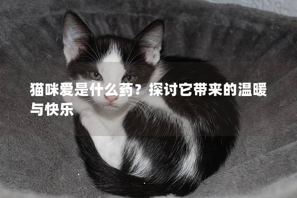 貓咪愛是什么藥？探討它帶來的溫暖與快樂