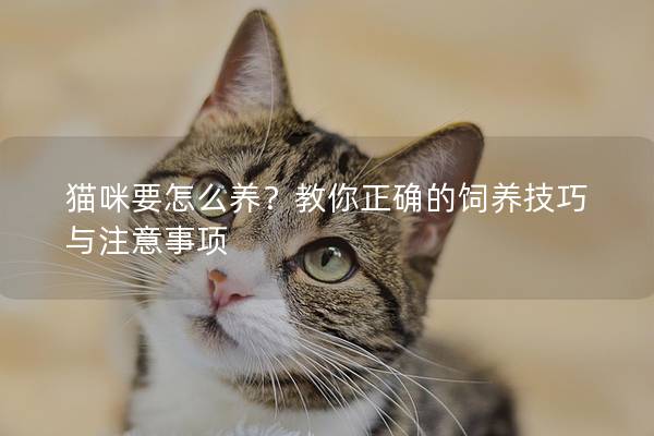貓咪要怎么養？教你正確的飼養技巧與注意事項