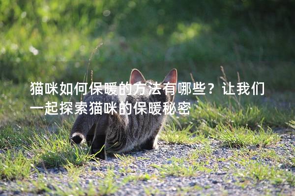 貓咪如何保暖的方法有哪些？讓我們一起探索貓咪的保暖秘密