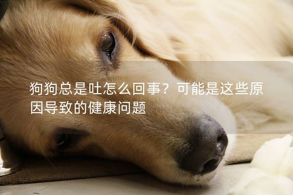 狗狗總是吐怎么回事？可能是這些原因?qū)е碌慕】祮?wèn)題