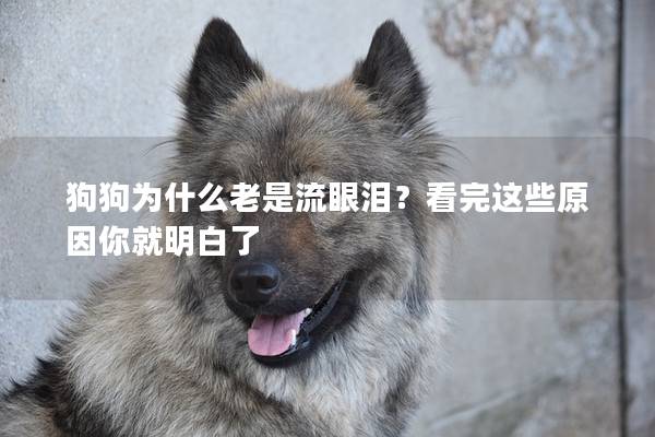 狗狗為什么老是流眼淚？看完這些原因你就明白了